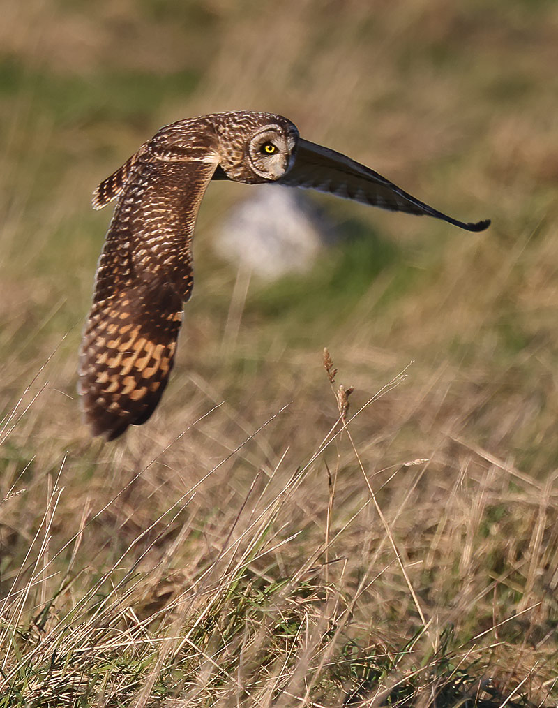 Short-eared owl